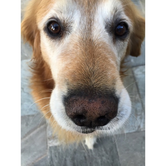 Meet your Posher, Andres - Picture 1 of 1